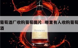 葡萄酒厂收购葡萄图片  哪里有人收购葡萄酒