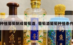 种植葡萄制成葡萄酒  葡萄酒葡萄种植条件